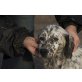Will denn niemand diese Setterdame?, English Setter - Hündin