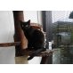 Willi 3/4 Rex unschlagbar gut - Kater