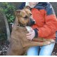 Willi, Boxer - Rüde
