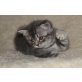 Willi, Britisch Kurzhaarkatze - Kater