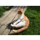 Willi, Europäische Kurzhaarkatze - Kater