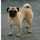 Willi, Mops - Rüde