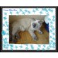 Willi, Ragdoll - Kater