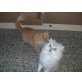 Willi und Maja, Perser - Kater