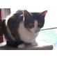 Willi und Mike, Hauskatze - Kater