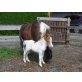 Willi vom Mitterberg, Shetland Pony - Hengst