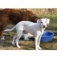 Willibald, beagle- Münsterländermischling - Rüde
