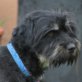 Willou, kleiner Mix, kastriert, geb. ca. 2008/2009 - Rüde