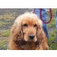 Willow, englischer Spaniel - Rüde