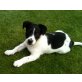 Willy, Jack Russel Mix Welpen - Rüde