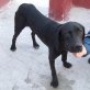 Willy, Labrador Mix - Rüde