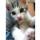 Willy, Landkatze - Kater