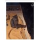 Willy, Lara, Lola - Katze
