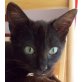 Willy, Mischling - Kater