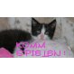 Willy, Nala und Dotty, Maine Coon / halb Maine Coon  - Kater