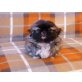 Willy, Pekinese - Rüde