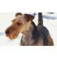 Willy, Welsh Terrier - Rüde