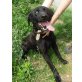 Willy (bea-fil) blinder Labradormix sucht sei - Rüde
