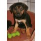 Wilma, Mischling Welpen - Hündin