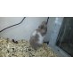 Wilma, Teddyhamster - weiblich