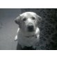 Wilo, Labrador Retriever - Hündin