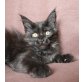 Wilson, Warwick, Winston, Maine Coon - Kater