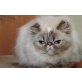 Wimaria´s Zafina , Perser Colourpoint - Katze