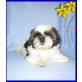 Wimpy Prinz, Shih Tzu Welpen - Rüde
