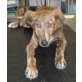Windhund Mix sucht Zuhause - Hündin