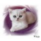 Winja und Wanja, Exotisch Kurzhaar - Katze