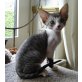 Winni, Devon Rex - Katze