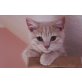 Winni Pooh, Britisch Kurzhaarkatze - Kater