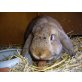 Winni, Widder - weiblich