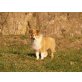 Winnie, Collie Welpen - Rüde