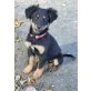 Winnie, Mischling Welpen - Hündin