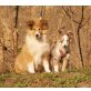 Winnie Pooh, Collie Welpen - Rüde