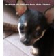 Winnie Sierra Madre, Chihuahua kurzhaariger Schlag Welpen - Hündin