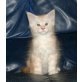 Winnipeg, Maine Coon - Kater