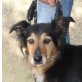 Winona, Collie Mischling - Hündin