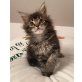 Winona , Maine Coon - Katze