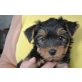 Winslow zum Barbarakreuz, Yorkshire Terrier Welpen - Rüde