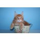 Winston A Star Coon, Maine Coon - Kater