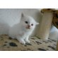 Winston, Heilige Birma - Kater