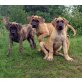 Wintrud, Wanda, Wala, Deutsche Dogge Welpen - Hündin