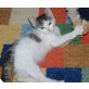 Winziges, braves Babykätzchen 'Krümelchen' - Katze