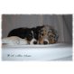 Wir haben die Koffer gepackt :0)), Australian Shepherd Dog Welpen - Hündin