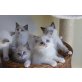 Wir haben noch herzige Ragdoll Babys, Ragdoll - Kater