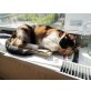 Wir verlieren morgen unser Zuhause!! - Kater