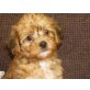 Wir züchten Yorkiepoo und Shihpoo - Hündin