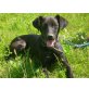 Wira, Labrador-Mix - Hündin